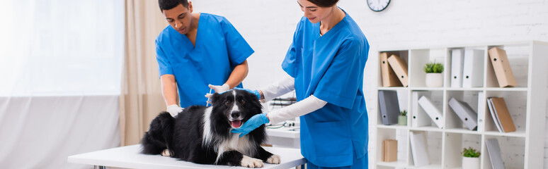 Wall Mural - Interracial veterinarians doing vaccination of border collie in clinic, banner