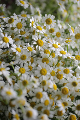 Sticker - Floral background made of top view of many white chamomile flowers