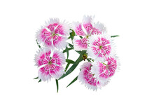 Fresh Beautiful Pink Dianthus Flower Blooming Isolated On White Background Included Clipping Path.