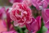 Fototapeta Tulipany - Piękne różowe tulipany pełne, zbliżenie.