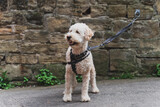 Fototapeta Zwierzęta - Golden doodle, sylwetka młodego psa przywiązanego do kamiennej ściany. 
