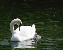 Swan And Cygnet On The Lake