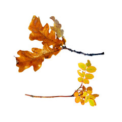 Wall Mural - Autumn tree branch Photo Overlays, Autumn Foliage leaves Photoshop Overlay, png