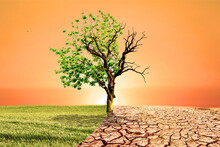 Global Warming Concept Image Showing The Effects Of Dry Land On The Changing Environment Of Trees. The Concept Of Climate Change. Environmental Concept And Global Warming, Big Trees Live And Die.