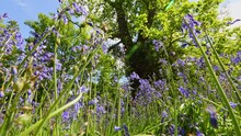 Tilt Down From Oak Tree To Bluebells On Sunny Day