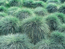 Blue Fescue Or Festuca Glauca Grass In The Garden