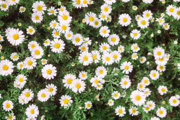 Wall Mural - Chamomile officinalis. Background of white field daisies.