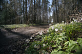 Fototapeta Las - White little flowers growing on side of walking trail in morning light