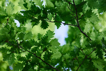Green Fresh Leaves On The Branches Of An Oak Close Up Against The Sky In Sunlight. Care For Nature And Ecology, Respect For The Earth