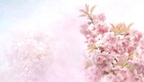 Tło kwiatowe,  kwiaty wiśni Prunus serrulata