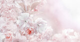 Fototapeta Kwiaty - Pastelowe tło kwiaty wiśni Prunus serrulata