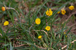 Photo of blooming yellow tussilago flowers early spring