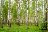 Fototapeta Krajobraz - Green birch grove summer forest nature landscape