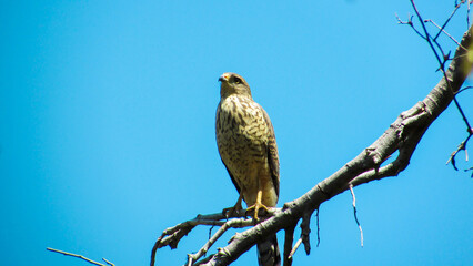 hawk resting on a dry branch, in the background the beautiful vibrant blue sky