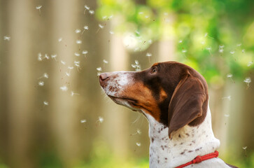 Wall Mural - dachshund dog cute photo lovely spring pet portrait