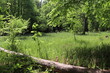 Rezerwat Łęgi Czarnej Strugi, rezerwat przyrody leśny, las na wiosnę