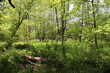Rezerwat Łęgi Czarnej Strugi, rezerwat przyrody leśny, las na wiosnę