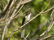 Black-billed Cuckooo