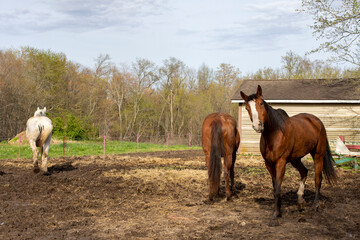 two horses in the field