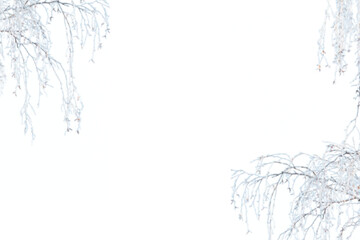 Wall Mural - Winter frozen tree branch Photo overlays, Photoshop overlay, pine icy snow branch, png