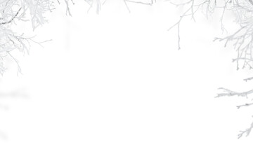 Wall Mural - Winter frozen tree branch Photo overlays, Photoshop overlay, pine icy snow branch, png