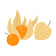 © Atorri - Cape gooseberry fruit isolated on white background. Physalis peruviana, goldenberry, aguaymanto, uvilla or uchuva vector icon. Illustration of exotic tropical fruits in flat style.