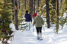 Active family snow shoes trail through backlight Coniferous pine tree forest during winter.