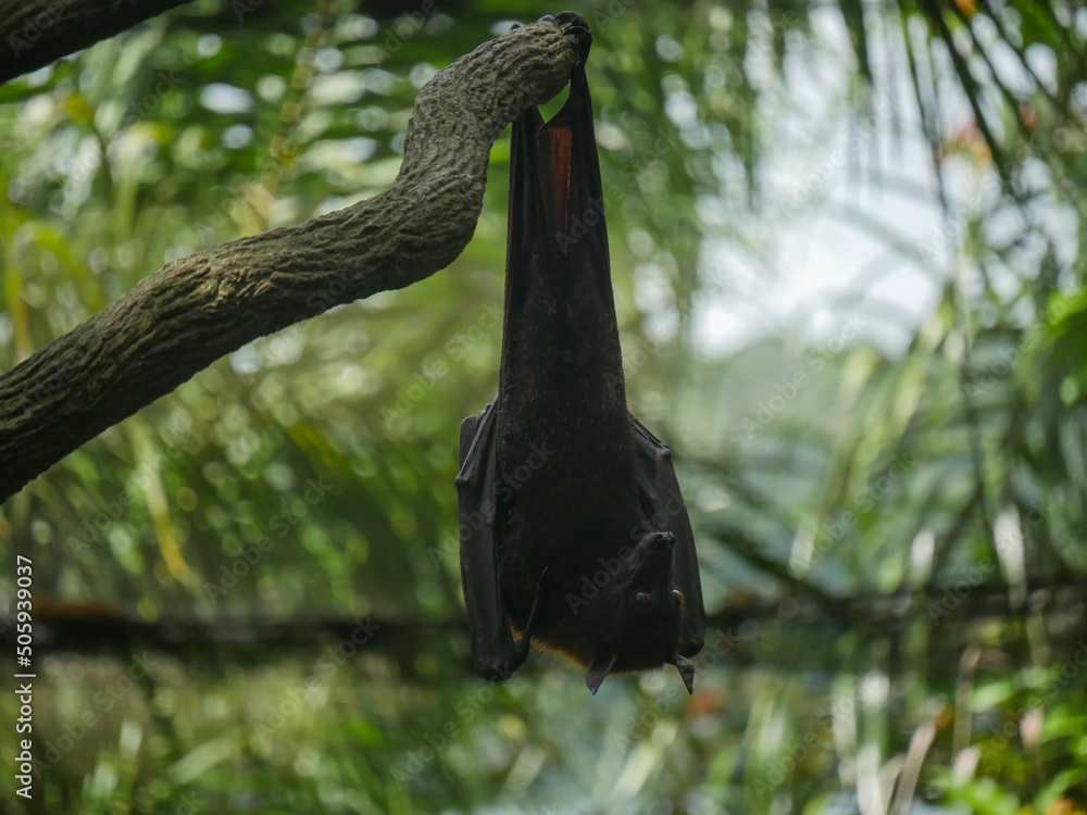 Male Fruit Bat also known as Indian flying fox hanging upside down ...