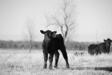 Curious Black Angus Beef Calf On Texas Ranch Closeup For Young Cow Portrait.