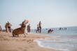 © bondvit - Happy welsh corgi pembroke dog at the beach