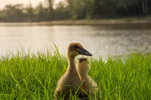 Ducklings In The Morning On Green Grass Background