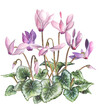 Watercolour painting of Cyclamen on white background
