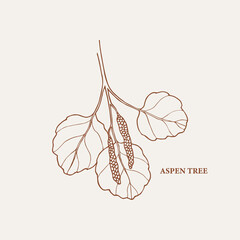 Hand drawn aspen tree branch illustration