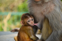 Monkey Mother With Her Baby In Kathmandu, Nepal