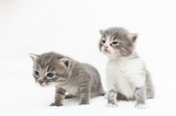 Fototapeta Koty - funny little gray cats on a white background. veterinary clinic, Pet for article, banner, printing on notebooks, calendars, books, magazines.