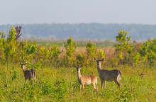 3 Adult Wild White Tailed Deer - Odocoileus Virginianus Clavium Standing In An Open Meadow While Looking At Camera At Paynes Prairie In Gainesville, Florida