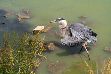 Wall Mural - Great blue heron (Ardea cinerea) walks the shallow lake. 