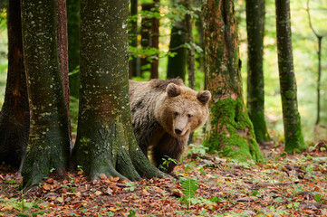 Wall Mural - brown bear is looking for food in a european forest. image taken in autumn.