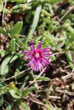 Fototapeta Lawenda - kleine pinke Blume