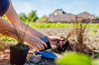 Planting bronze hair sedge into soil. Gardener plants leatherleaf carex in ground in spring garden.