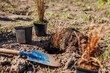 Planting bronze hair sedge into soil. Gardener plants leatherleaf carex in ground in spring garden using shovel.