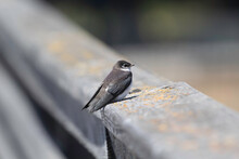 A Juvenile Tree Swallow Sitting On A Railing