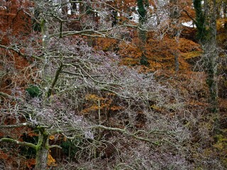 Wall Mural - Frosty woodland Morning