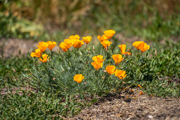 Wall Mural - Blooming California Poppies 