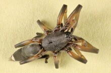 Super-macro Dorsal View Of White-tailed Spider (Lampona) Inside House, South Australia