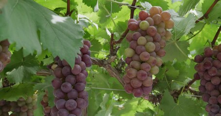 Poster - Branch of ripe red grapes in farm