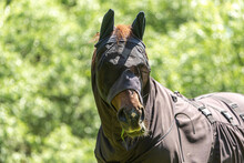 Fly Protection During Summertime: Portrait Of A Horse Wearing A Fly Protection Rug On A Pasture In Summer Outdoors