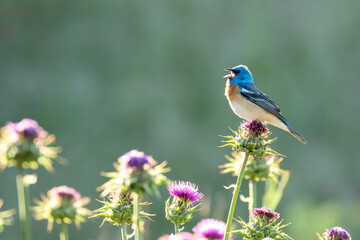 Wall Mural - lazuli bunting