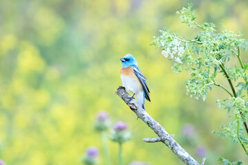 Wall Mural - lazuli bunting