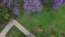 Stunning Aerial Footage Of A Gorgeous Tall Jacaranda Tree In The Park Surrounded By Lush Green Trees, Grass And Plants With A Woman Walking A Dog At Central Park In Pasadena California USA